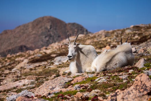 Decoding the University of Colorado Boulder Acceptance Rate: Beyond the Simple Figure