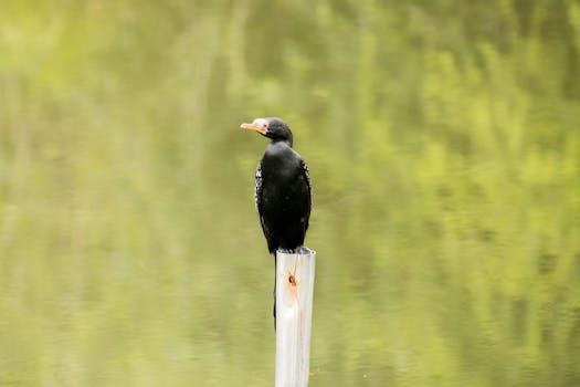 Navigating the Menopausal Shift: Rethinking Intermittent Fasting